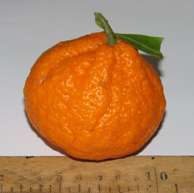  clauselina