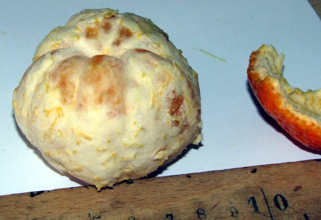  clauselina