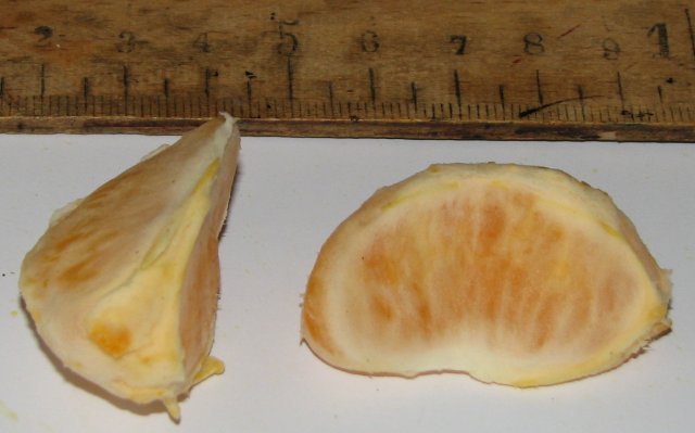  clauselina