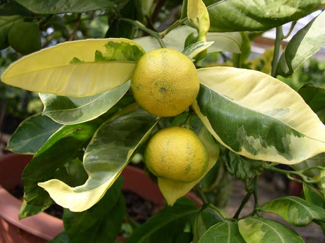  panaché