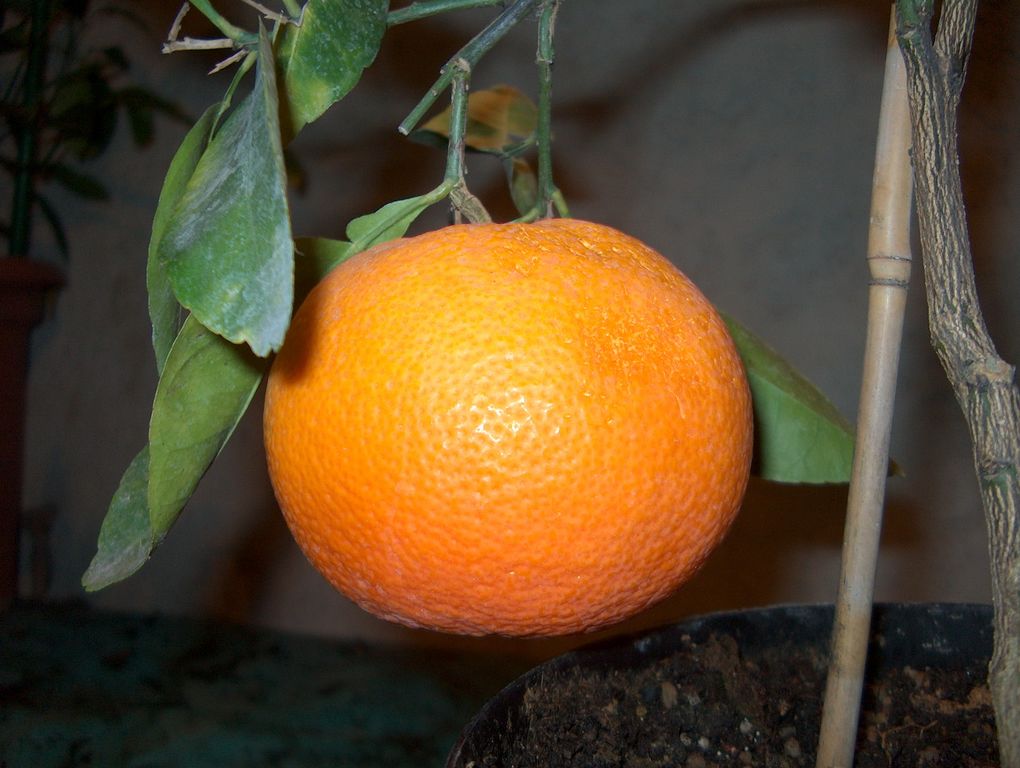  neuseeland grapefruit