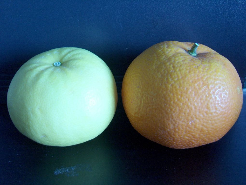  neuseeland grapefruit