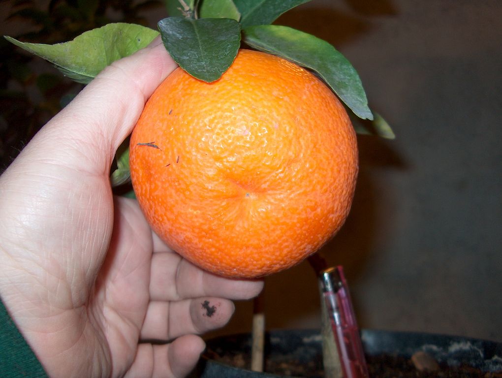  neuseeland grapefruit