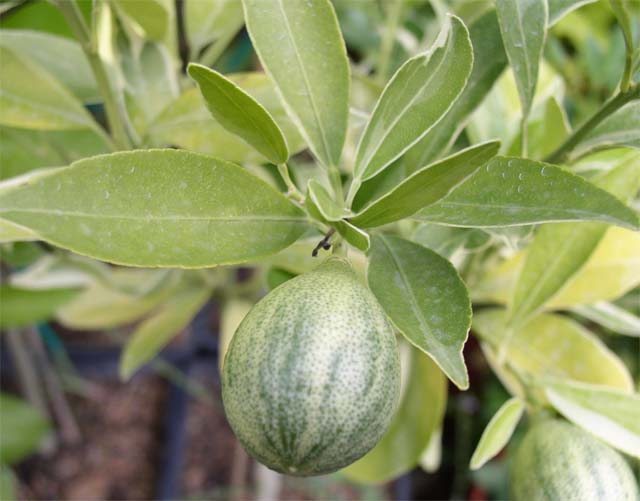  orangequat centennial
