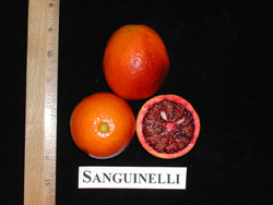  sanguinelli