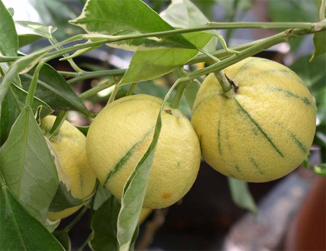  tarocco tardif panaché