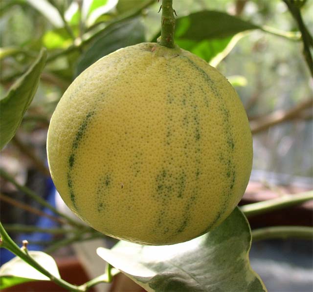  tarocco tardif panaché