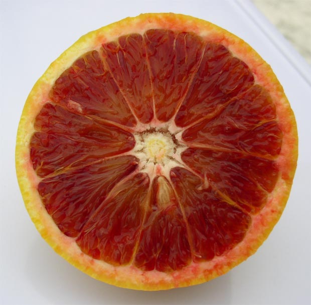  tarocco tardif panaché