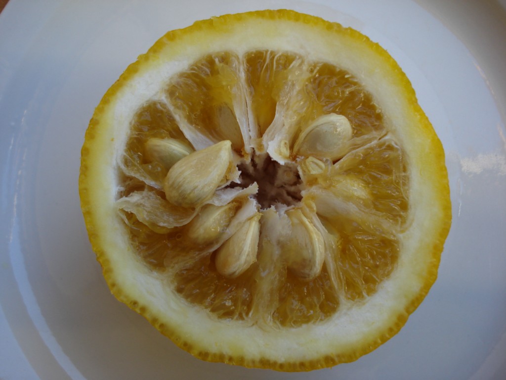  papeda ichang x lime rangpur