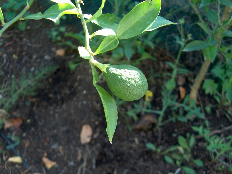  papeda ichang x poncirus trifoliata