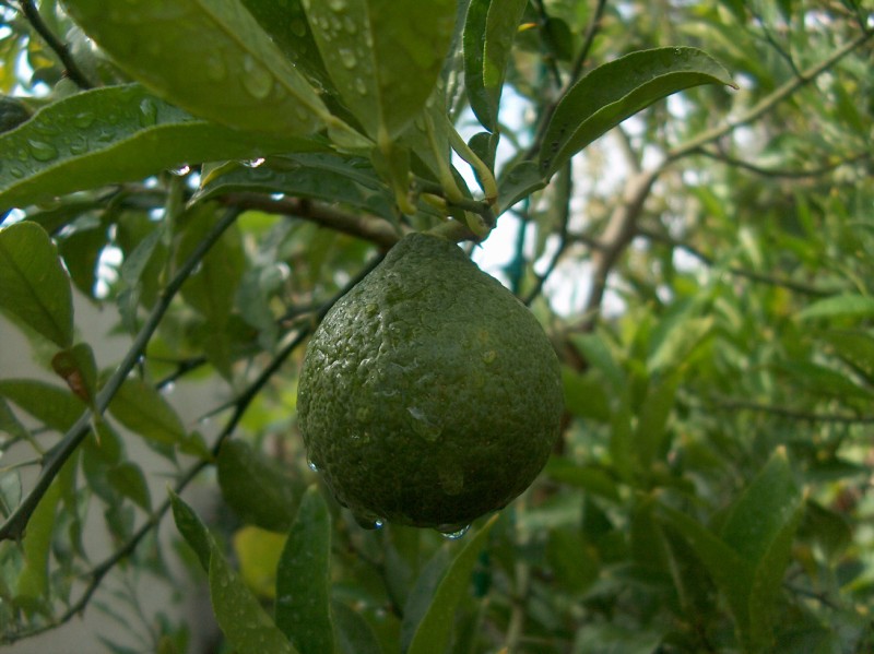  papeda ichang x poncirus trifoliata