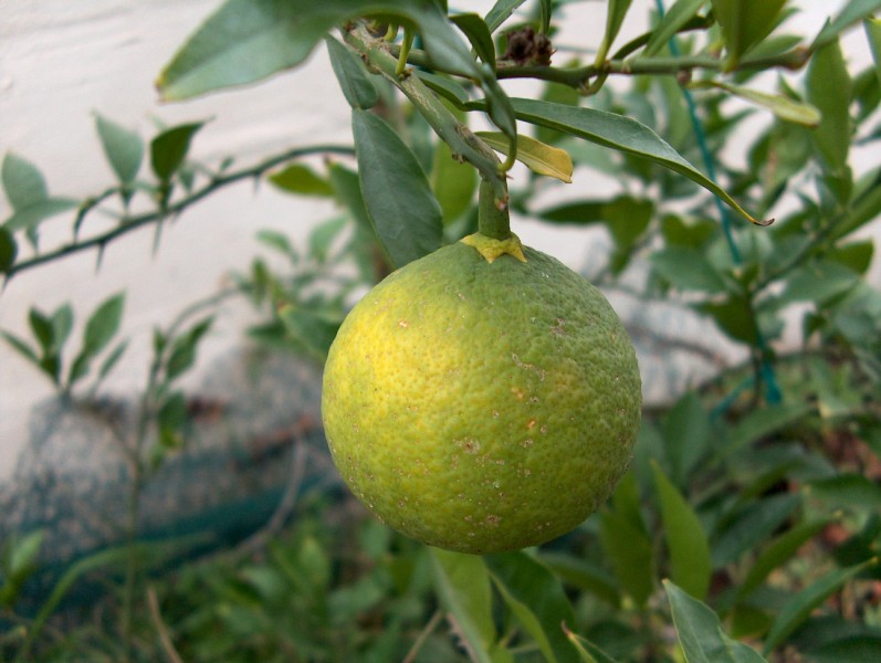  papeda ichang x poncirus trifoliata