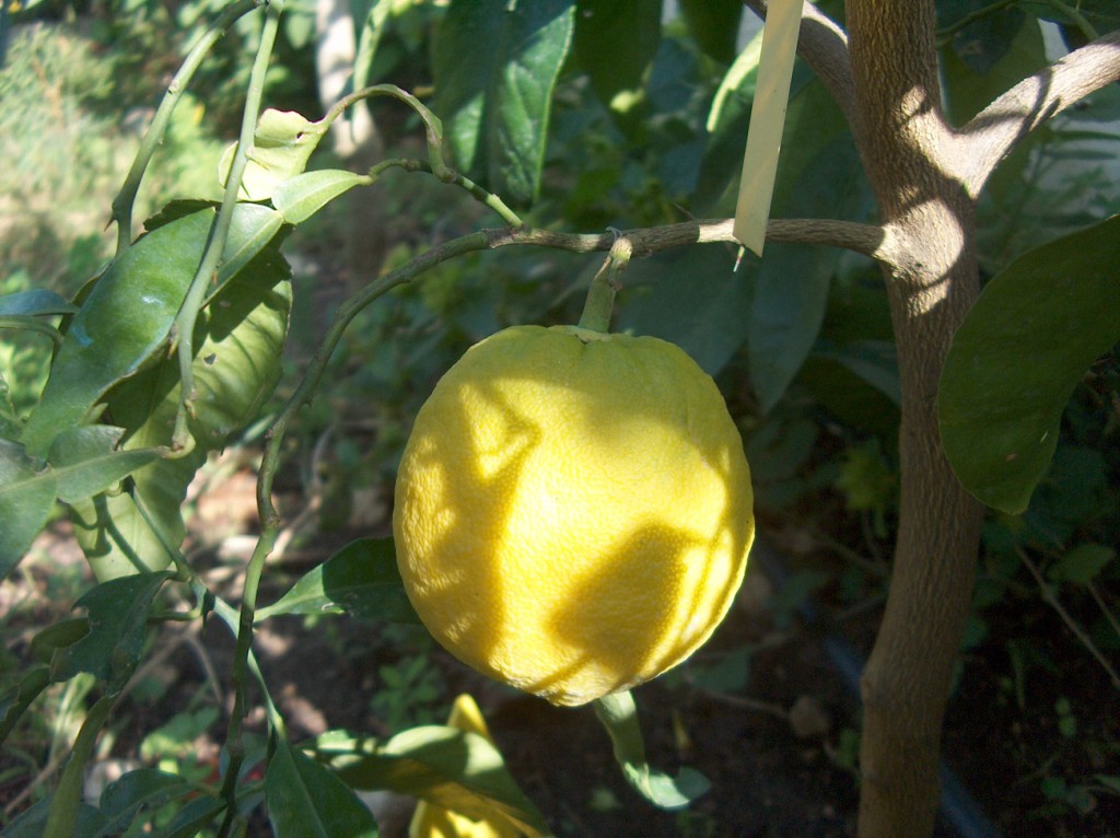  papeda khasi