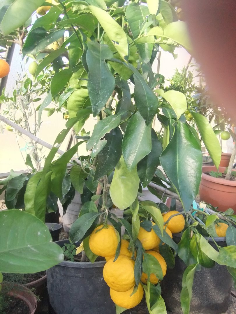  papeda khasi
