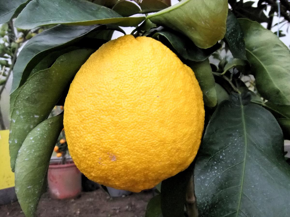  papeda khasi