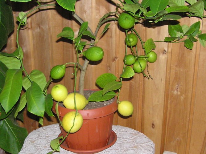  citrus x lemon pavlovsky