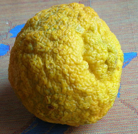  rough lemon