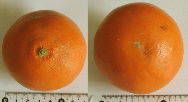  minneola