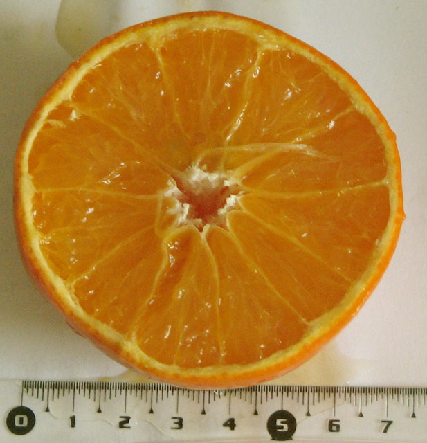  minneola