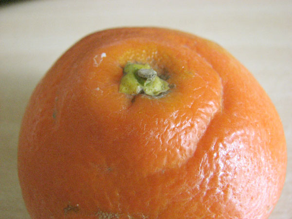  minneola