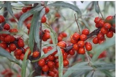  hippophae rhamnoides var. aromat
