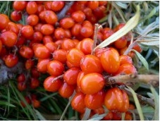  hippophae rhamnoides var. krasavice