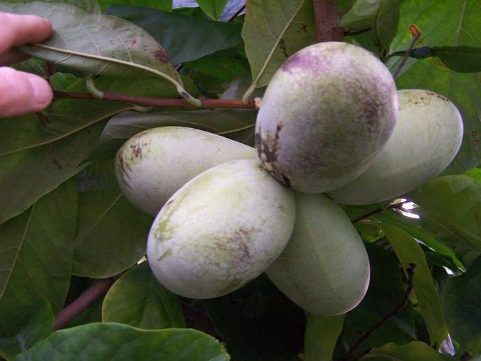  mango