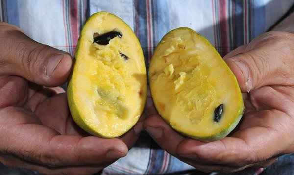  mango