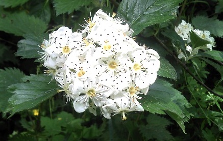  crataegus arnoldiana