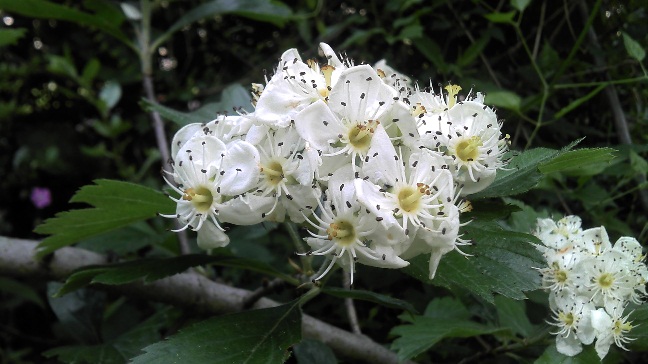  crataegus arnoldiana