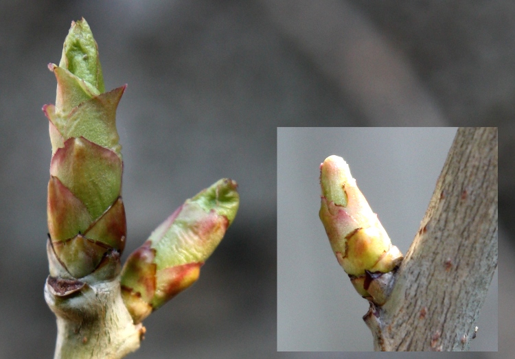  crataegus mexicana chapas