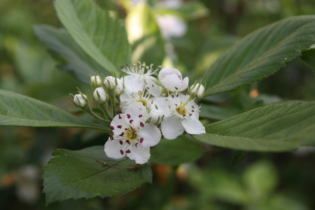  crataegus mexicana chapas