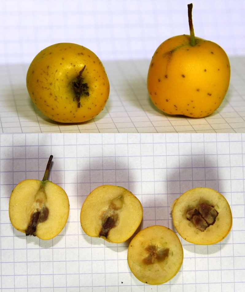  crataegus mexicana chapas