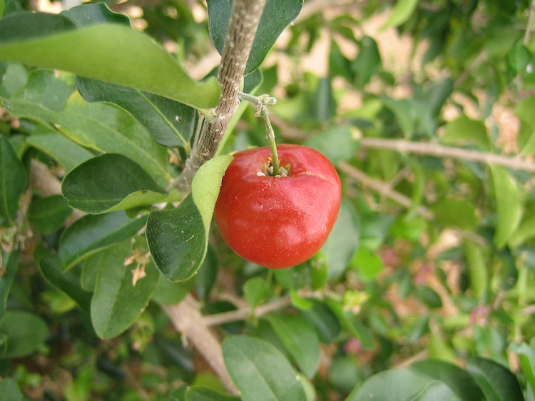  acerola