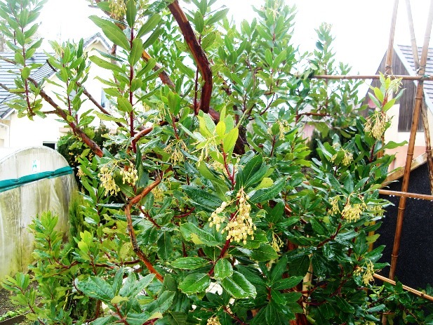  arbutus andrachnoides
