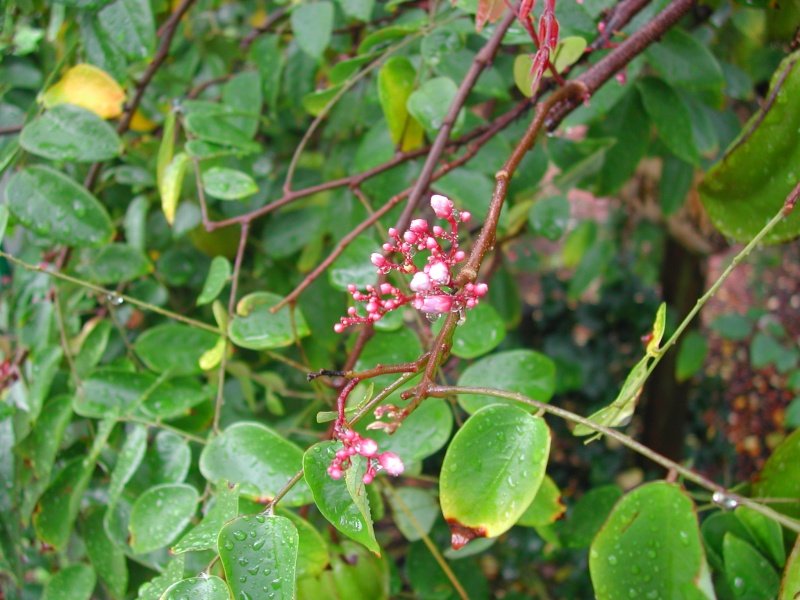  averrhoa carambola