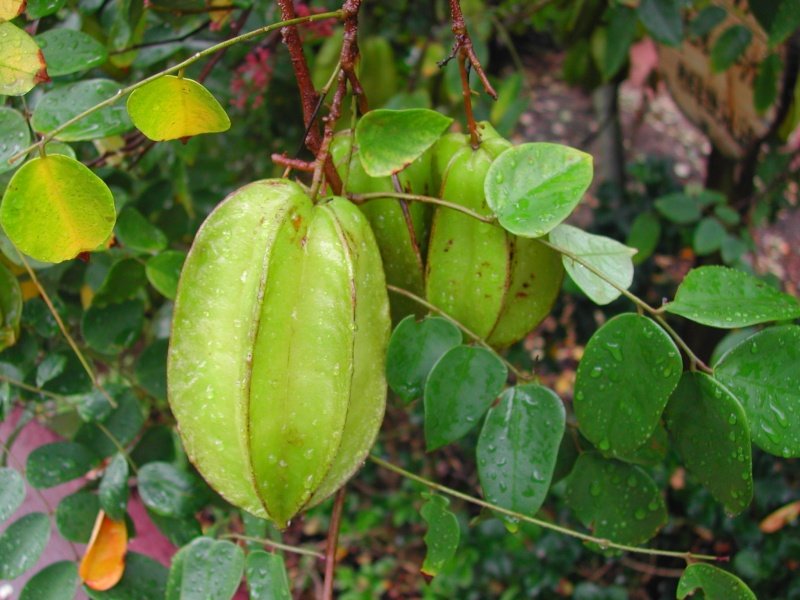  averrhoa carambola