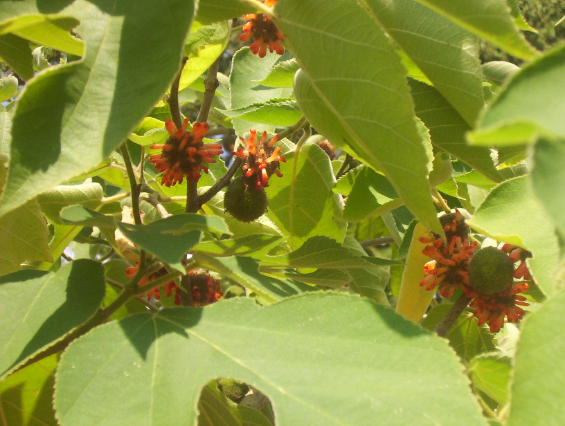  broussonetia papyrifera
