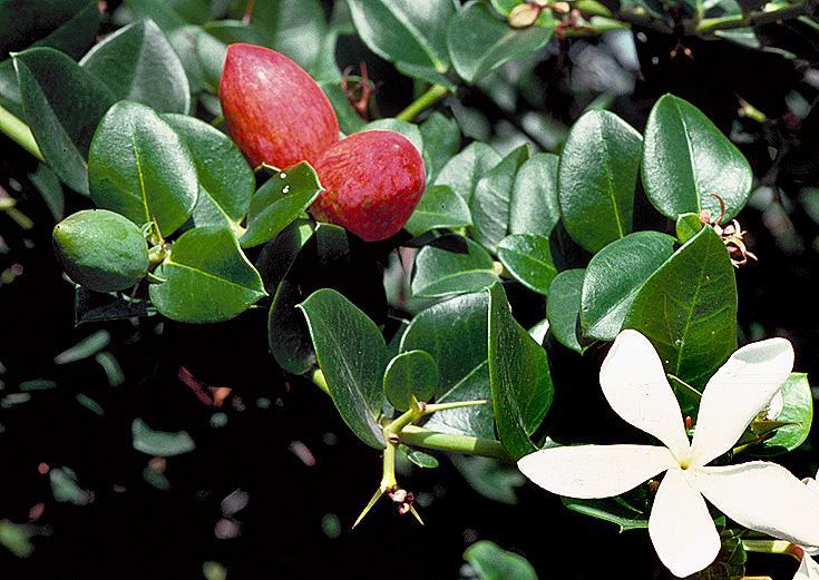  carissa grandiflora