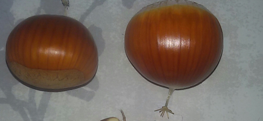  castanea creanata