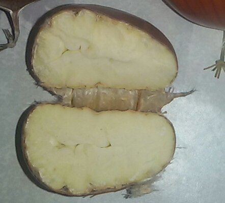  castanea creanata