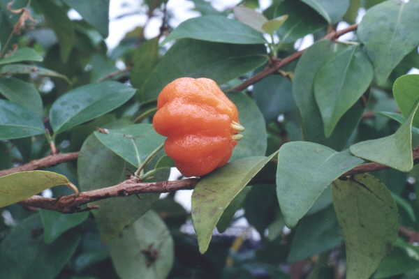 cerisier de cayenne