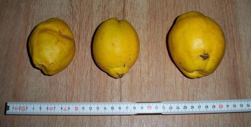  chaenomeles cathayensis