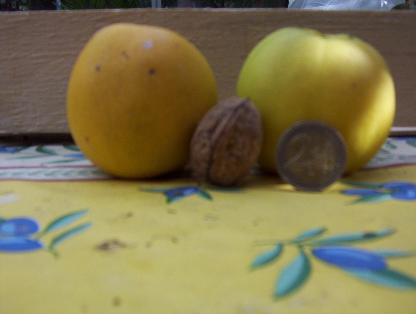  chaenomeles japonica