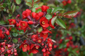  chaenomeles speciosa