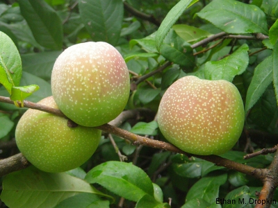  chaenomeles speciosa