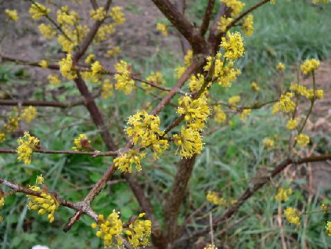  cornus mas commun