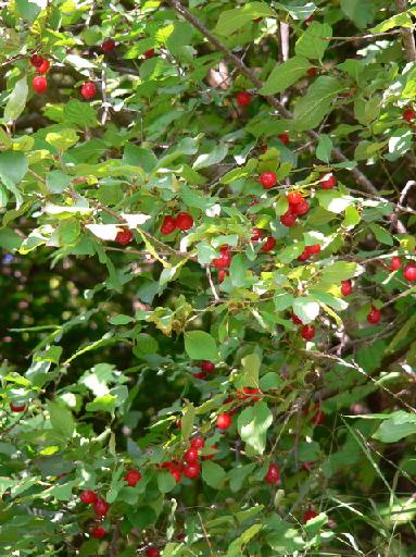  cornus mas commun