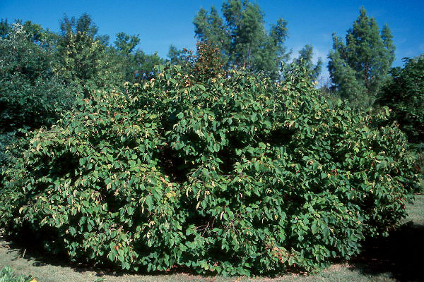  corylus americana