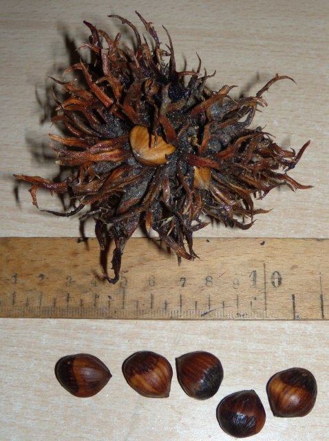  corylus colurna